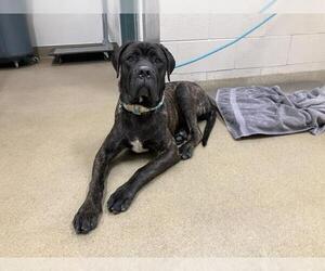 Mutt Dogs for adoption in Santa Maria, CA, USA
