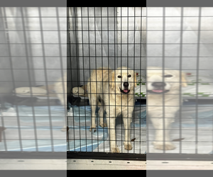 Great Pyrenees Dogs for adoption in garner, NC, USA