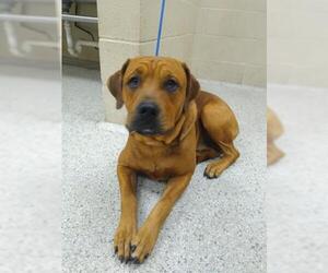 Mastiff Dogs for adoption in Conroe, TX, USA