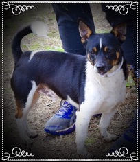 Rat Terrier Dogs for adoption in VACAVILLE, CA, USA