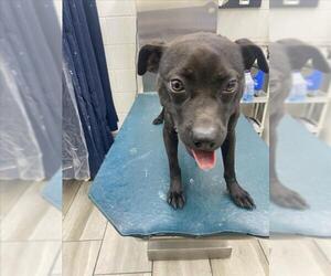 Staffordshire Bull Terrier-Unknown Mix Dogs for adoption in Mobile, AL, USA