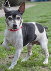 Rat Terrier Dogs for adoption in Columbus, GA, USA