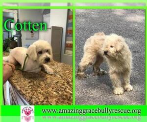 Bichon Frise Dogs for adoption in Pensacola, FL, USA