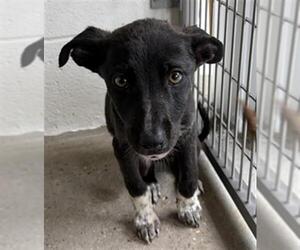 Mutt Dogs for adoption in Houston, TX, USA