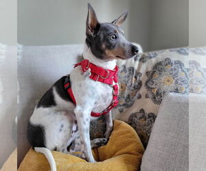 Rat Terrier Dogs for adoption in Atlanta, GA, USA
