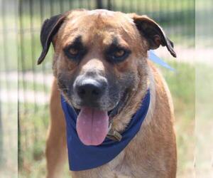Black Mouth Cur-Unknown Mix Dogs for adoption in San Antonio, TX, USA