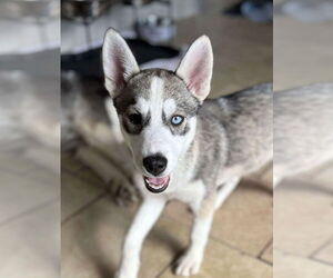 Siberian Husky Dogs for adoption in Matawan, NJ, USA