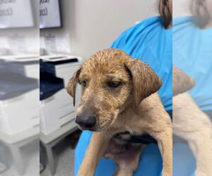 Labrador Retriever-Unknown Mix Dogs for adoption in Pasadena, TX, USA