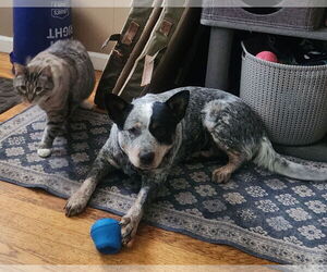 Mutt Dogs for adoption in Garden City, NY, USA