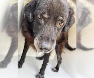 Mutt Dogs for adoption in Houston, TX, USA