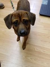 Puggle Dogs for adoption in Asheville, NC, USA