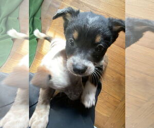 Mutt Dogs for adoption in Garden City, NY, USA