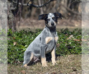 Mutt Dogs for adoption in Garden City, NY, USA