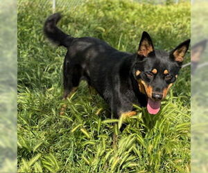 German Shepherd Dog-Unknown Mix Dogs for adoption in Modesto, CA, USA