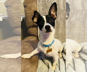 Jack Russell Terrier-Unknown Mix Dogs for adoption in Mundelein, IL, USA