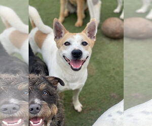 Mutt Dogs for adoption in Newport Beach, CA, USA