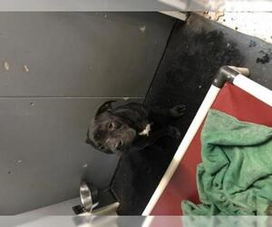 Bulldog Dogs for adoption in Sebec, ME, USA