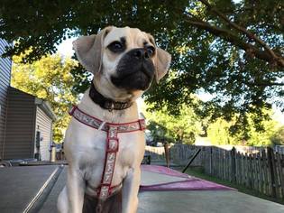 Puggle Dogs for adoption in Hedgesville, WV, USA
