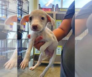 American Staffordshire Terrier-Unknown Mix Dogs for adoption in San Antonio, TX, USA