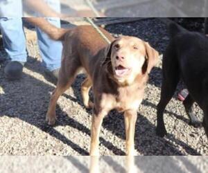 Labrador Retriever-Unknown Mix Dogs for adoption in Marble, NC, USA