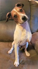 Jack Russell Terrier-Unknown Mix Dogs for adoption in Greenville, SC, USA