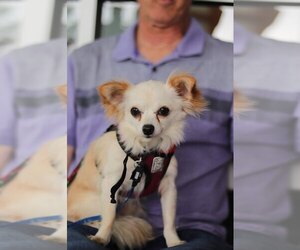 Chihuahua Dogs for adoption in Bellevue, WA, USA