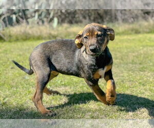 Mutt Dogs for adoption in PIPE CREEK, TX, USA
