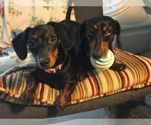 Dachshund Dogs for adoption in Staunton, VA, USA