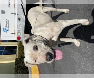 American Pit Bull Terrier-Unknown Mix Dogs for adoption in Riverside, CA, USA