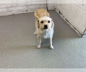 Mutt Dogs for adoption in San Bernardino, CA, USA