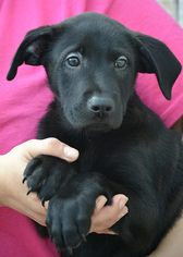 Medium Photo #1 Mutt Puppy For Sale in Tuscumbia, AL, USA