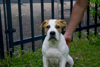 Mutt Dogs for adoption in Huntsville, AL, USA