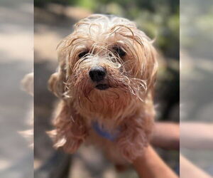 Maltese Dogs for adoption in New York, NY, USA