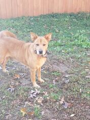 Canaan Dog Dogs for adoption in Westminster, MD, USA