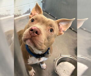 American Staffordshire Terrier-Unknown Mix Dogs for adoption in Tavares, FL, USA