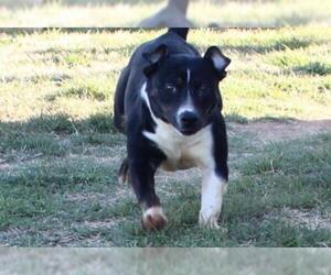 American Staffordshire Terrier-Unknown Mix Dogs for adoption in Midland, TX, USA