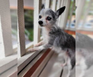 Chihuahua Dogs for adoption in San Diego, CA, USA