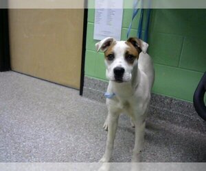 Boxer-Unknown Mix Dogs for adoption in Murfreesboro, TN, USA