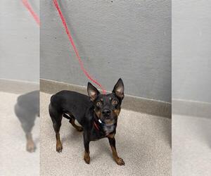 Miniature Pinscher-Unknown Mix Dogs for adoption in Las Vegas, NV, USA