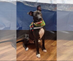 Boxer-Pointer Mix Dogs for adoption in Tarrytown, GA, USA