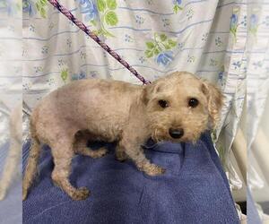 Poodle (Miniature)-Unknown Mix Dogs for adoption in Modesto, CA, USA