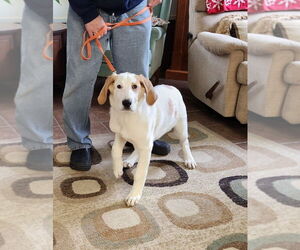 Treeing Walker Coonhound-Unknown Mix Dogs for adoption in Osgood, IN, USA