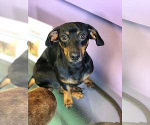 Dachshund Dogs for adoption in Guthrie, OK, USA