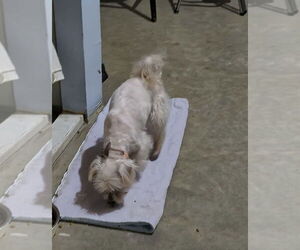 Maltese Dogs for adoption in Stover, MO, USA