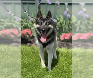 Huskies -Unknown Mix Dogs for adoption in Batavia, NY, USA