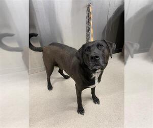 Labrador Retriever-Unknown Mix Dogs for adoption in Fairbanks, AK, USA