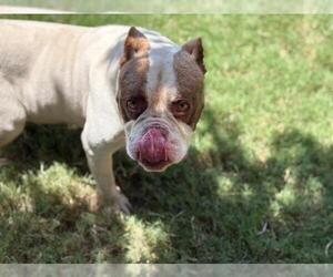 American Bulldog-Unknown Mix Dogs for adoption in Tulsa, OK, USA