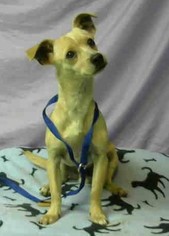 View Ad: Chihuahua Dog for Adoption, Washington, Seattle, USA