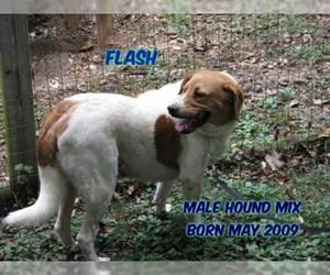 Medium Photo #1 Mutt Puppy For Sale in Huddleston, VA, USA