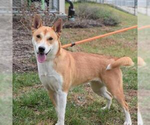 Shiba Inu-Unknown Mix Dogs for adoption in Nashville, IN, USA